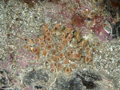 Polycyathus muellerae