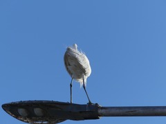Egretta gularis