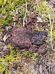 Ursus arctos horribilis
