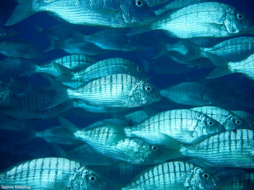 Striped Seabream