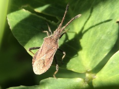 Coriomeris denticulatus