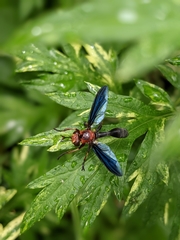 Physocephala floridana