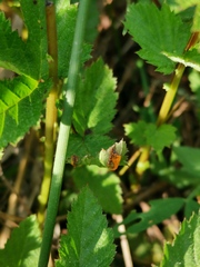 Triphragmium ulmariae