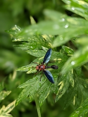Physocephala floridana