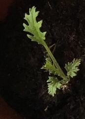 Brassica oleracea