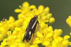 Scythris punctivittella