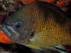 Chromis limbata