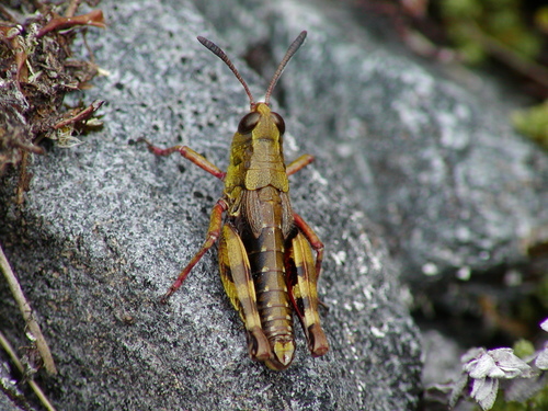 Sigaus australis (Hutton, 1898)