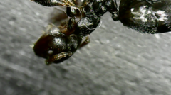Crematogaster scutellaris