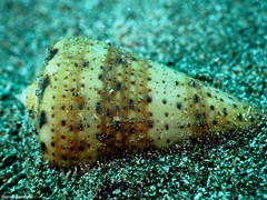 Conus canariensis