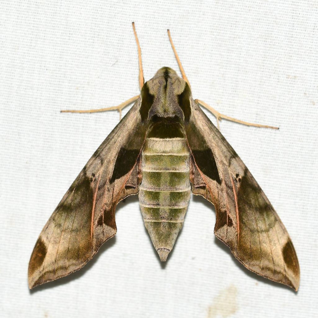 Pandorus Sphinx Moths And Butterflies Of Massachusetts Inaturalist