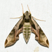 Eumorpha pandorus - Photo 由 Royal Tyler 所上傳的 (c) Royal Tyler，保留部份權利CC BY-NC-SA