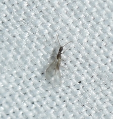 Leptanilla
