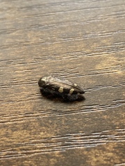 Acmaeodera prorsa