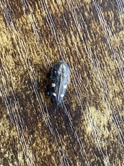 Acmaeodera prorsa