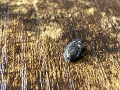 Acmaeodera prorsa