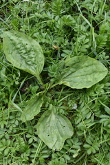Plantago major