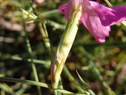 Dianthus laricifolius, photograph 6