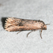 Verbena Moth - Photo (c) Royal Tyler, some rights reserved (CC BY-NC-SA), uploaded by Royal Tyler