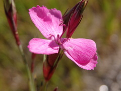 Dianthus laricifolius