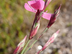 Dianthus laricifolius