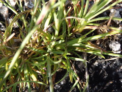 Dianthus laricifolius