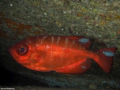 Heteropriacanthus fulgens