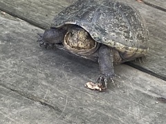 Kinosterninae