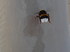 Bombus terrestris
