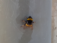 Bombus terrestris