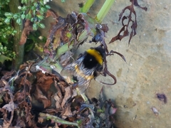 Bombus terrestris