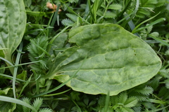 Plantago major