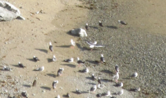 Larus glaucescens × occidentalis