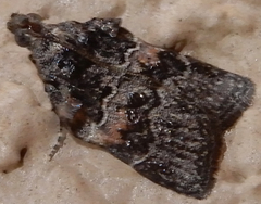 Satole ligniperdalis