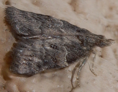 Satole ligniperdalis