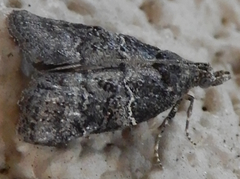 Satole ligniperdalis