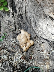 Coprinellus