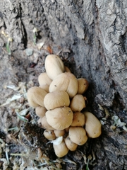 Coprinellus