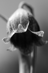 Fritillaria agrestis