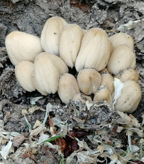 Coprinellus