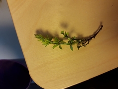 Melanotaenium endogenum