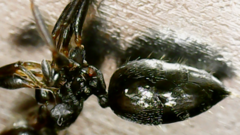 Crematogaster scutellaris