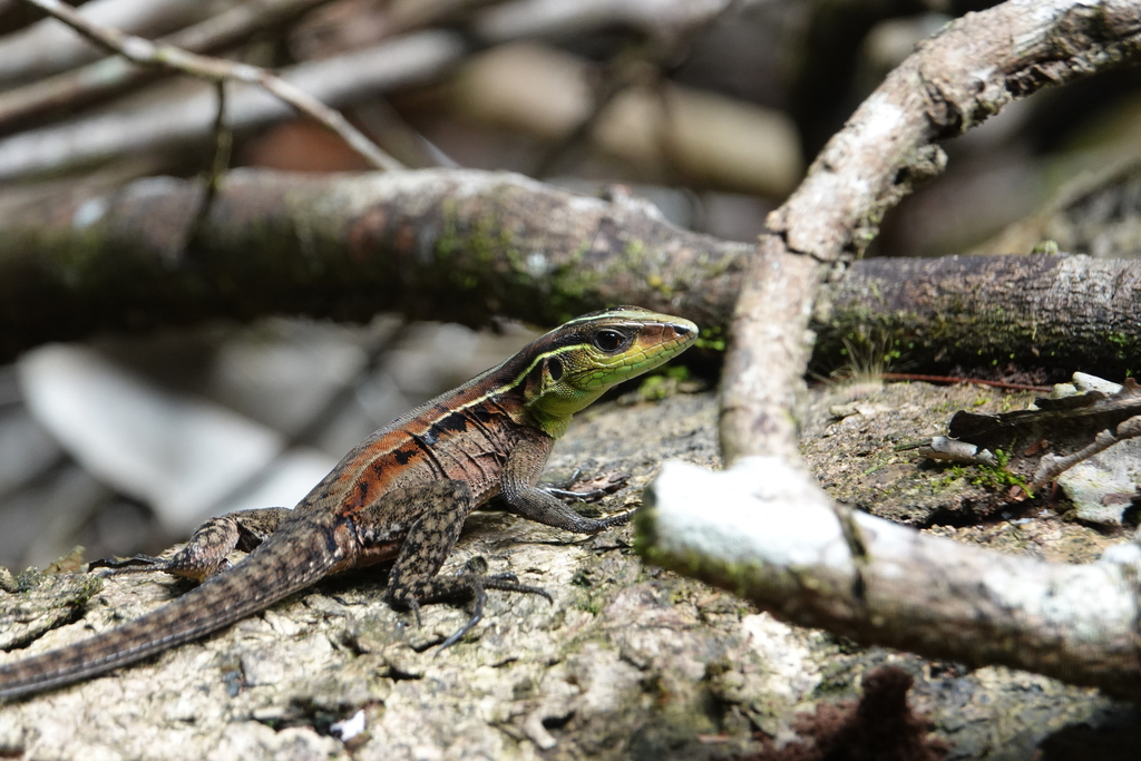 Striped Forest Whiptail from Rupununi Rd, Guyana on January 23, 2018 at ...