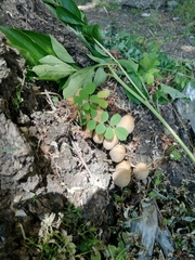 Coprinellus