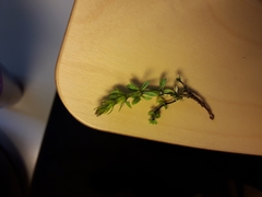 Melanotaenium endogenum