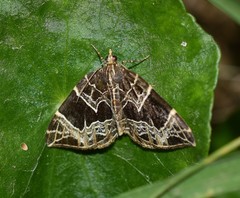 Gandaritis atricolorata