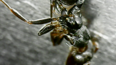 Crematogaster scutellaris