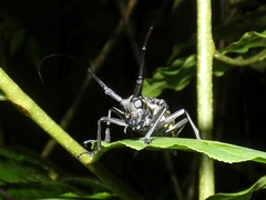 Taeniotes praeclarus