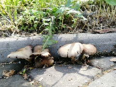Basidiomycota