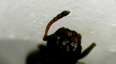 Crematogaster scutellaris